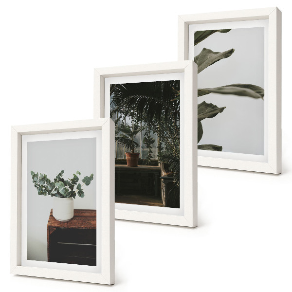 Mur de cadres Plantes en pot aux feuilles rustiques