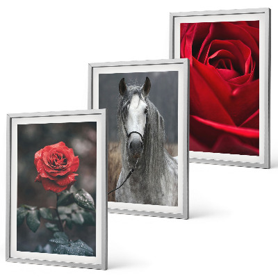 Lot de 3 tableaux pour salon Roses rouges, cheval gris, monde