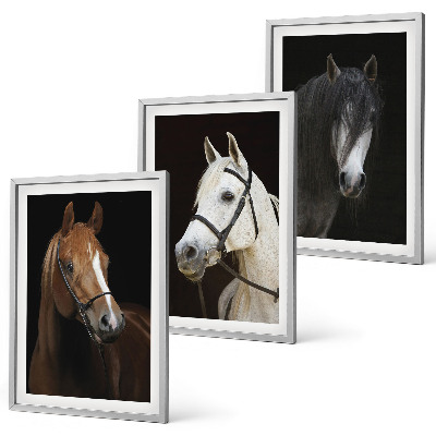 Cadre photo mural Portraits de chevaux dans des tons de fourrure