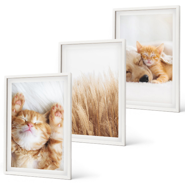 Cadre photo mural Animaux mignons chats chiens bohème