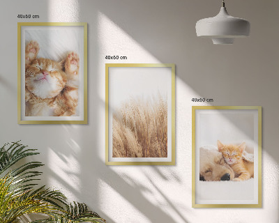 Cadre photo mural Animaux mignons chats chiens bohème