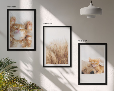 Cadre photo mural Animaux mignons chats chiens bohème