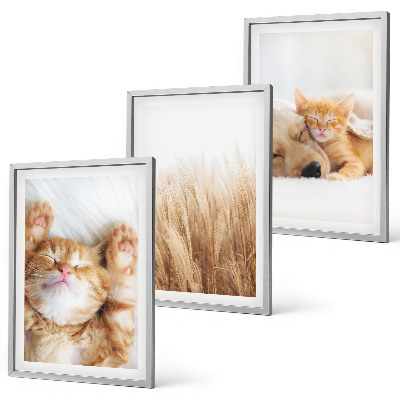 Cadre photo mural Animaux mignons chats chiens bohème