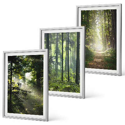 Lot de 3 tableaux pour salon Forêts verdoyantes avec des rayons de lumière