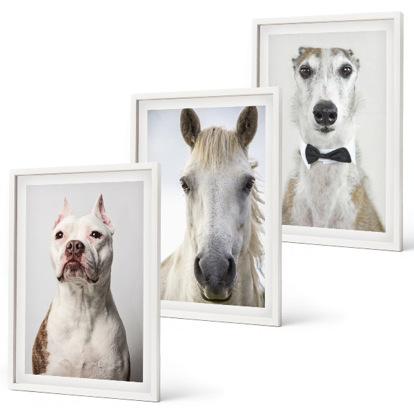 Cadre photo mural Portraits élégants de chiens et de chevaux