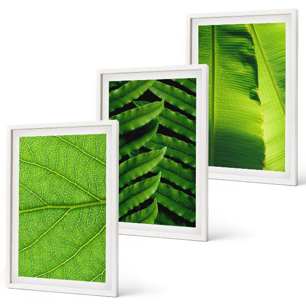 Cadre photo mural Photographie macro de feuilles tropicales
