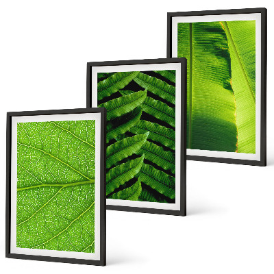 Cadre photo mural Photographie macro de feuilles tropicales