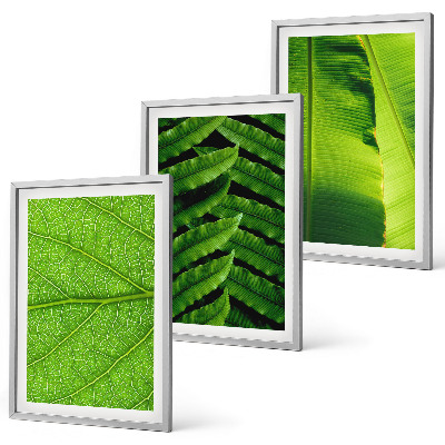 Cadre photo mural Photographie macro de feuilles tropicales