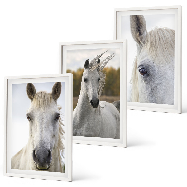 Cadre photo mural Chevaux blancs dans la nature