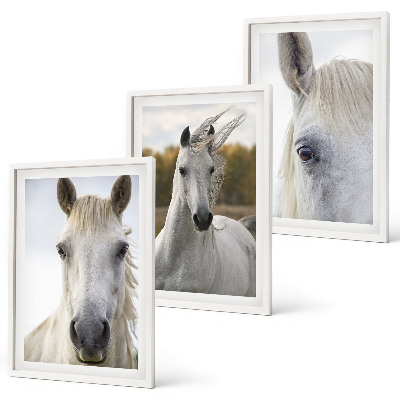 Cadre photo mural Chevaux blancs dans la nature