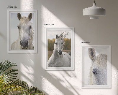 Cadre photo mural Chevaux blancs dans la nature
