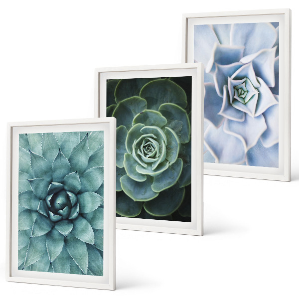 Lot de 3 tableaux pour salon Plantes succulentes vert turquoise