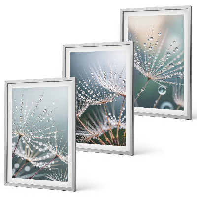 Cadre photo mural Gouttes d'eau sur les pousses de pissenlit