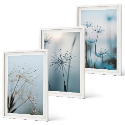Cadre photo mural Pissenlits avec des gouttes d'eau