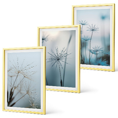 Cadre photo mural Pissenlits avec des gouttes d'eau