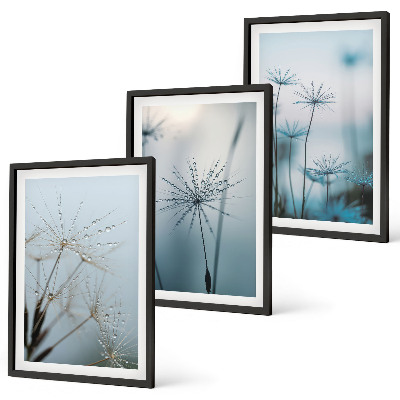 Cadre photo mural Pissenlits avec des gouttes d'eau