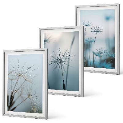 Cadre photo mural Pissenlits avec des gouttes d'eau