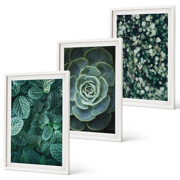 Cadre photo mural Plantes succulentes