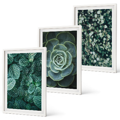 Cadre photo mural Plantes succulentes