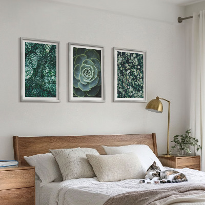 Cadre photo mural Plantes succulentes