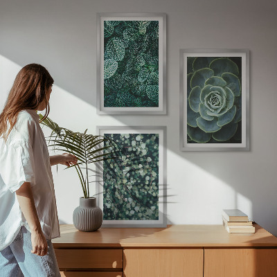 Cadre photo mural Plantes succulentes