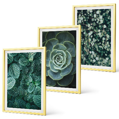 Cadre photo mural Plantes succulentes