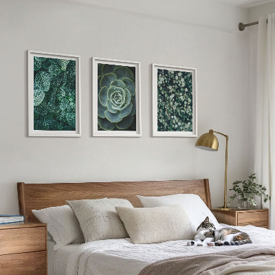 Cadre photo mural Plantes succulentes
