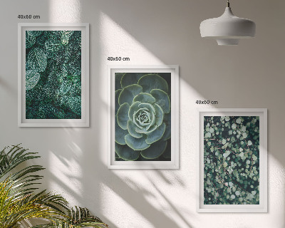 Cadre photo mural Plantes succulentes