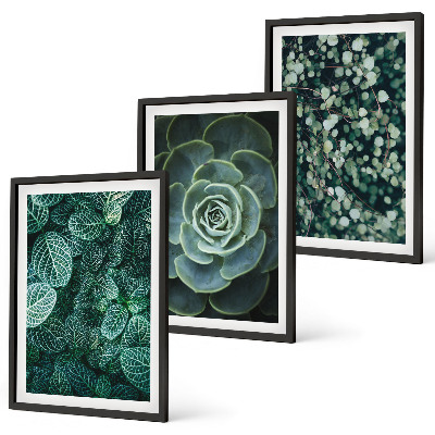 Cadre photo mural Plantes succulentes
