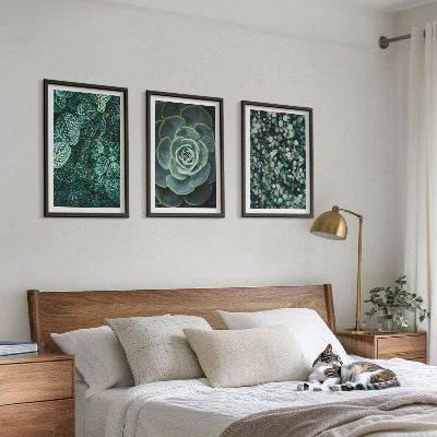 Cadre photo mural Plantes succulentes