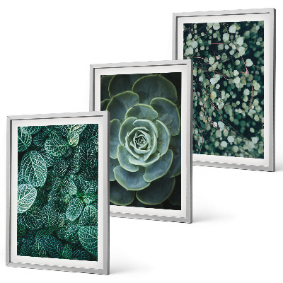 Cadre photo mural Plantes succulentes