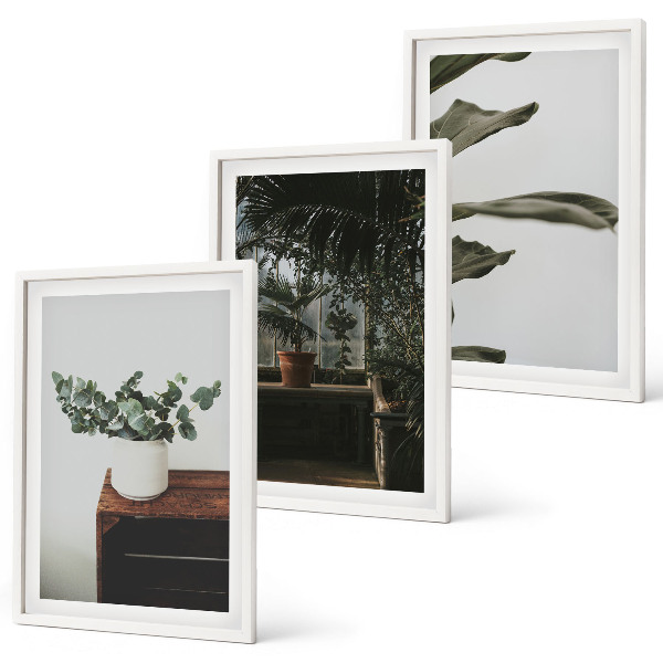 Lot de 3 tableaux pour salon Plantes rustiques en pot