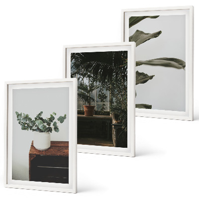 Lot de 3 tableaux pour salon Plantes rustiques en pot