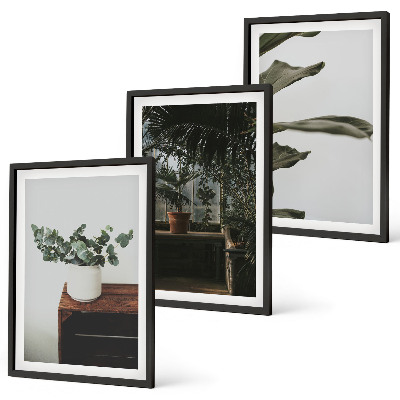 Lot de 3 tableaux pour salon Plantes rustiques en pot