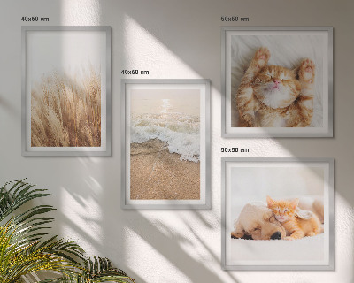 Mur de tableaux Animaux mignons chats chiens plage