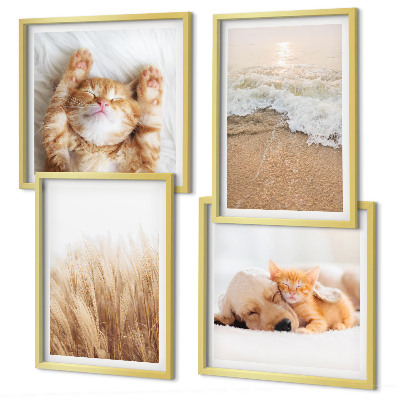 Mur de tableaux Animaux mignons chats chiens plage