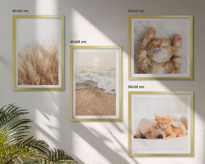 Mur de tableaux Animaux mignons chats chiens plage
