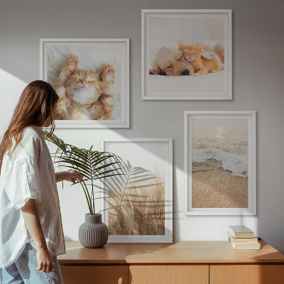 Mur de tableaux Animaux mignons chats chiens plage