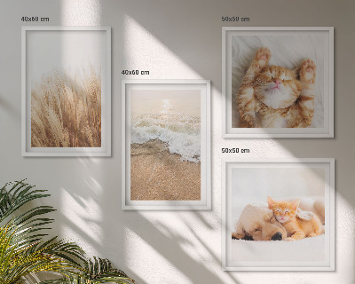 Mur de tableaux Animaux mignons chats chiens plage