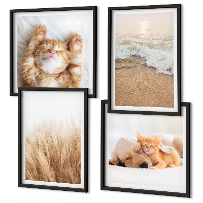 Mur de tableaux Animaux mignons chats chiens plage