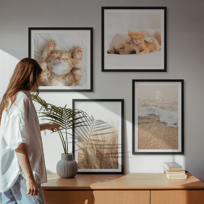 Mur de tableaux Animaux mignons chats chiens plage
