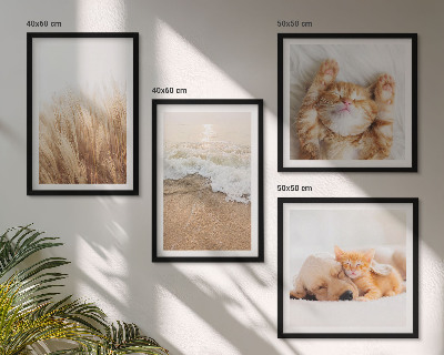 Mur de tableaux Animaux mignons chats chiens plage