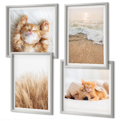 Mur de tableaux Animaux mignons chats chiens plage