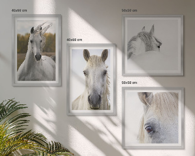 Ensemble de 4 tableaux Chevaux blancs