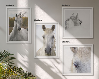 Ensemble de 4 tableaux Chevaux blancs