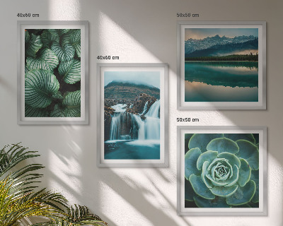 Mur de tableaux Gros plans de feuilles de plantes succulentes