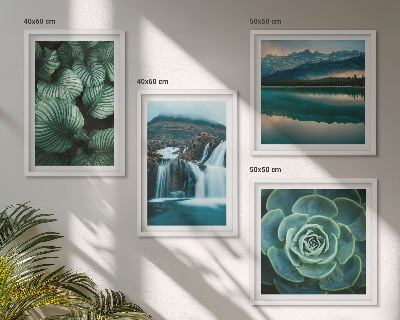Mur de tableaux Gros plans de feuilles de plantes succulentes