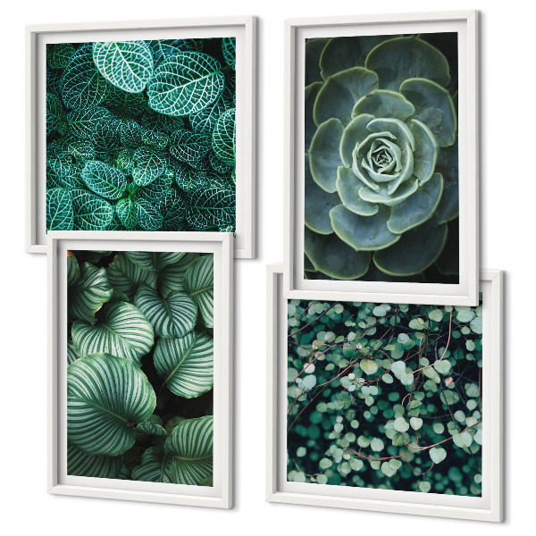 Mur de tableaux Feuilles vertes de plantes succulentes élégantes