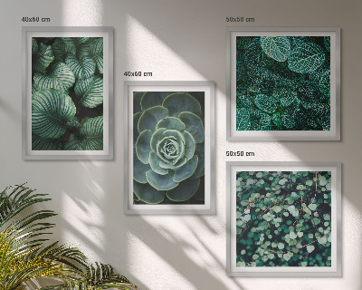 Mur de tableaux Feuilles vertes de plantes succulentes élégantes
