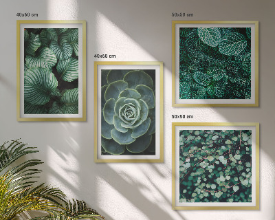 Mur de tableaux Feuilles vertes de plantes succulentes élégantes